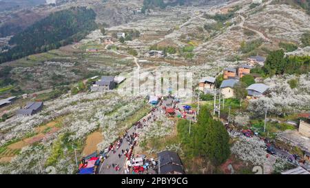 CHONGQING, CHINA - MARCH 13, 2023 - Tourists enjoy blooming plum flowers in Chongqing, China, March 13, 2023. Stock Photo