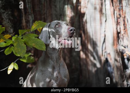 Obedient Weimaraner dog standing still while looking away in autumn forest in daytime Stock Photo
