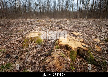 Stumps in the ground of felled trees in the forest, March day Stock Photo