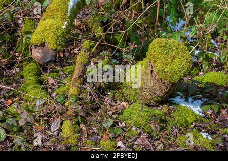 Moss covered dead wood on the forest floor. Stock Photo
