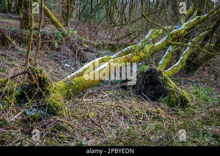 Moss covered dead fallen trees uprooted by the wind on the forest floor. Stock Photo