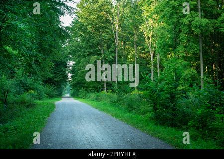 A gravel road through a dense green forest, summer view Stock Photo