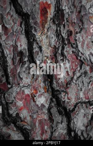 Closeup of texture of cracked bark of amazing tree in forest Stock Photo