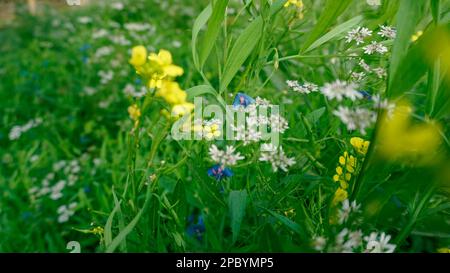 Flowers of various colors have bloomed in the crop fields of Bangladesh. White coriander flower, yellow mustard flower, blue pea flower blooming on gr Stock Photo