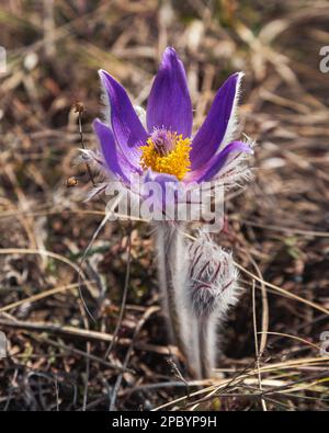 Pulsatilla halleri or pulsatilla taurica flowers in spring at Crimea Stock Photo