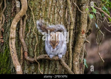 Grey Squirrel (Sciurus carolinensis) eating a nut on an Ivy creeper around a tree trunk. The Spinnies, Aberogwen, Bangor, Gwynedd, Wales, UK, Britain Stock Photo