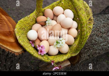 Top view of a basket full of many freshly picked chicken eggs. Farm, village. organic food, egg harvest. Getting ready for Easter. environmentally fri Stock Photo