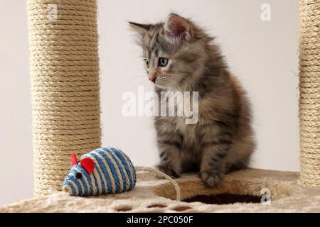 Cute fluffy kitten with toy mouse on cat tree against light background Stock Photo