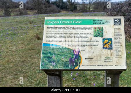 Inkpen Crocus Field in March with flowering crocuses, view of the nature reserve in West Berkshire, England, UK. Crocus vernus, spring crocus Stock Photo