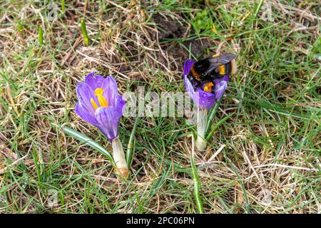 Buff-tailed bumblebee queen (Bombus terrestris) nectaring on purple crocus crocuses, spring flower, Crocus vernus, England, UK, during March Stock Photo