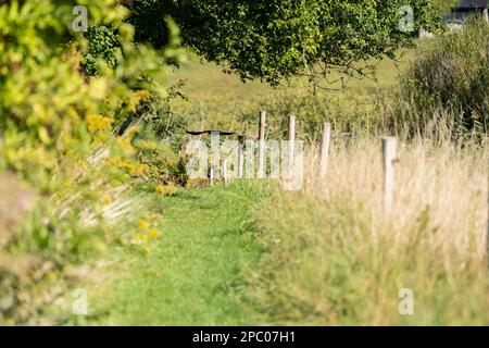 Crow in a green landscape. A crow is a large, intelligent, black bird with a loud call. Farmers and gardeners set up 'scarecrows' to keep crows away f Stock Photo