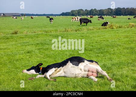 Resting cow, lying stretched out, happy side, sleeping showing belly and udder in a green field in the Netherlands Stock Photo