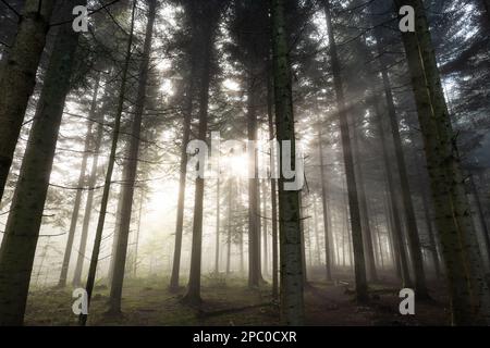 Autumn foggy forest scene with rising sun beaming through the morning fog. Wide angle, moody, no people, Europe. Stock Photo