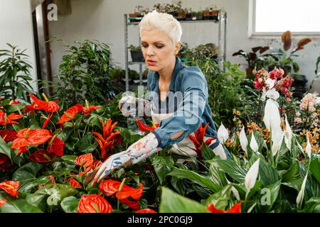 Adult woman taking care of home plants in shop. Engaging hobby. Home gardening, love of plants. Taking care of my plants. Woman florist taking care ab Stock Photo