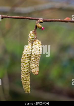 Common Hazel tree showing Male Catkin Flowers and Female Flower Stock Photo