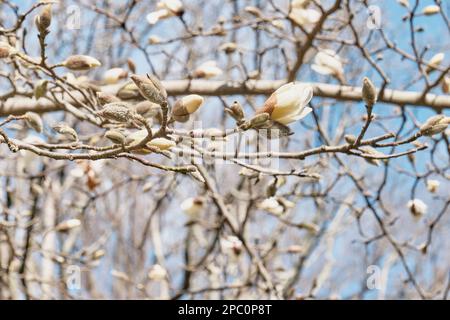 Blooming buds of white magnolia flowers on branches against blue sky as natural spring background. Stock Photo