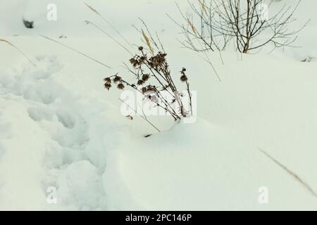 Real charming dry thistle in snowy field in deep winter morning Stock Photo