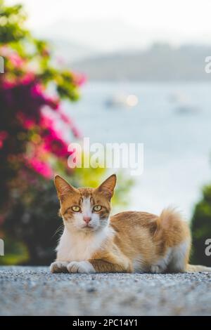 a stray cat sitting on asphalt outdoors and looking at the camera Stock Photo