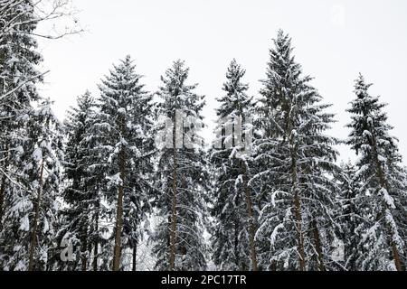 Tall snow covered pine trees in a forest in Switzerland, Europe. Wide angle shot, no people Stock Photo