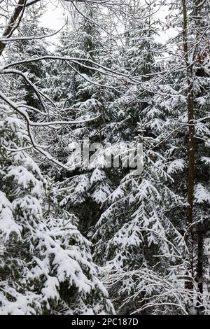 Large snow covered fir or pine trees in a forest in Switzerland, Europe. Cloudy day, no people. Stock Photo