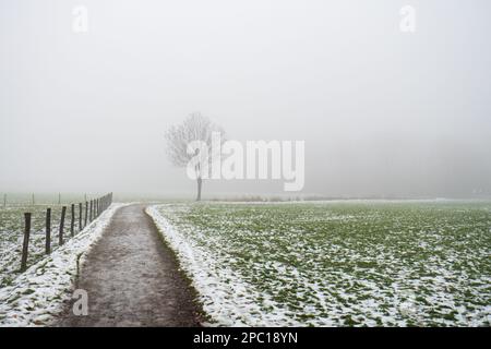 Melting snow and green grass on an agricultural field in Europe. Footpath leading to a lone tree, dense foggy weather, no people. Stock Photo