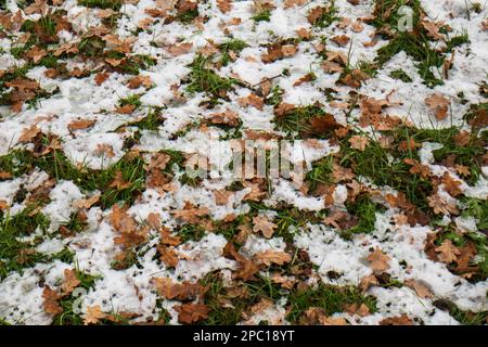 Melting snow and brown autumn leafs on an agricultural field in Europe.. Stock Photo