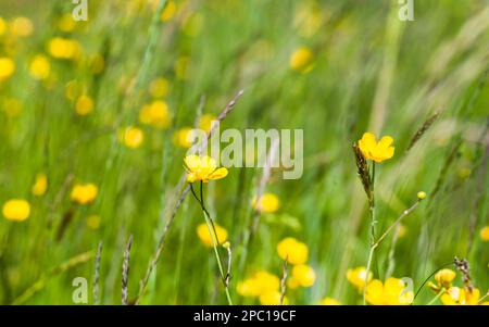 Wild yellow flowers on a summer meadow, close up natural photo. Creeping buttercup, Ranunculus repens Stock Photo