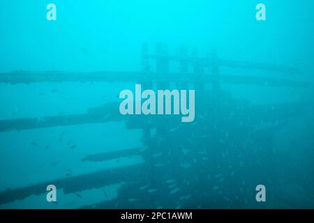 shoal of small fish sheltering in the remains of a wrecked wooden fishing boat as viewed from aboard the submarine safaris submarine out of puerto cal Stock Photo