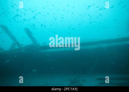 shoal of small fish sheltering in the remains of a wrecked wooden fishing boat as viewed from aboard the submarine safaris submarine out of puerto cal Stock Photo