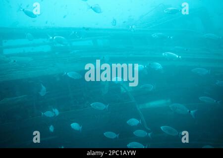 shoal of saddled seabream around wooden boat wreck viewed from aboard the submarine safaris submarine out of puerto calero Lanzarote, Canary Islands, Stock Photo