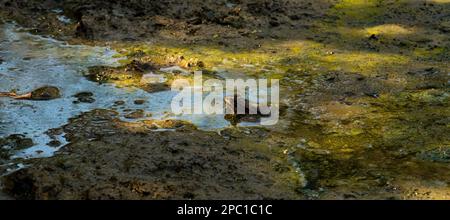 Small frog peeking out of the mud of a river Stock Photo