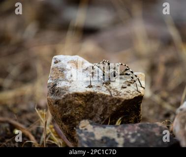 Large spider with zebra colors sitting on a rock in arid ground Stock Photo
