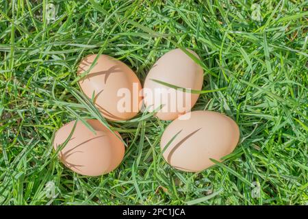 bio eggs in the grass Stock Photo