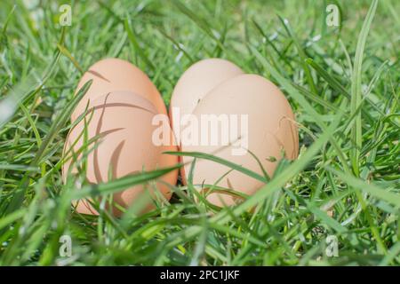 bio eggs in the grass Stock Photo