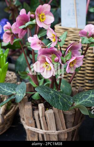 flowering pink hellebore flowers Helleborus orientalis in wooden pot Stock Photo