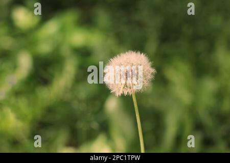 A closeup of a wild dandelion blow ball growing in the sunny green meadow. Stock Photo