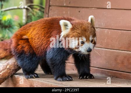 Red panda (Ailurus fulgens) returning to hutch at Edinburgh Zoo in Scotland, UK Stock Photo