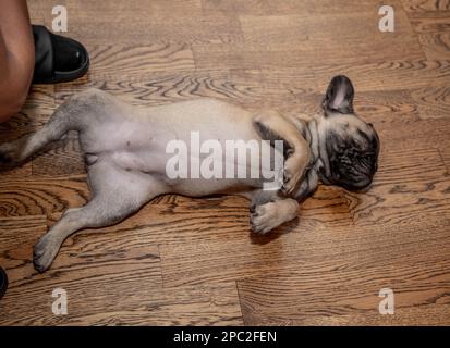 Funny French bulldog puppy sleeping on the floor Stock Photo