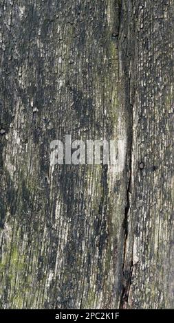 vertical fragment of the bark of an old tree, covered with moss, with a textured relief surface of growths, lines and cracks, natural macro background Stock Photo