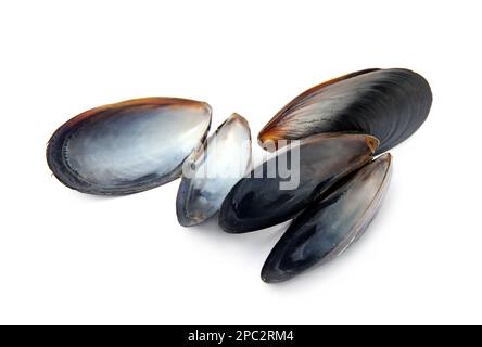 Open empty mussel shells on white background Stock Photo