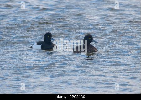Male and Female Tufted Ducks (Aythya fuligula) Stock Photo