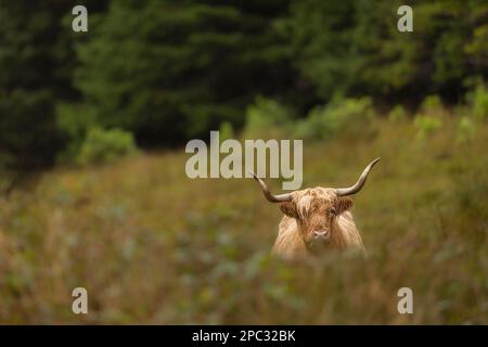 Highland Cow in the Scottish Highlands. Stock Photo