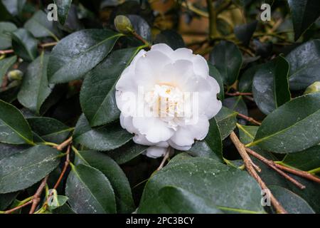 Exhibition of camellias, Camellia Show Country Castle Zuschendorf, Camellia japonica 'Elegans Alba', flower, in Zuschendorf, Germany, March 11, 2023. Stock Photo