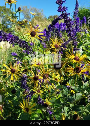 Detail of a purple salvias in a mixed border. Stock Photo