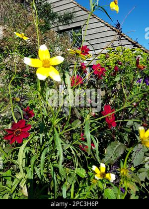 Detail of a mixed border of flowers in full bloom. Stock Photo
