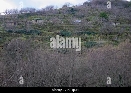 Plantation of cherry trees in winter on terraced terraces in the mountains Valle del Jerte Stock Photo