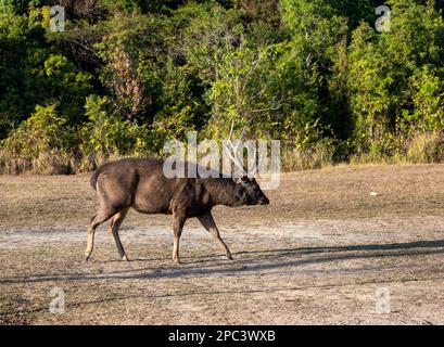 A stag Sambar Deer (Rusa unicolor) walking across open field. Khao Yai National Park, Thailand. Stock Photo