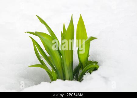 Ramsons (Allium ursinum) leaves pushing their way through snow after a late winter snowstorm, Teesdale County Durham, UK Stock Photo