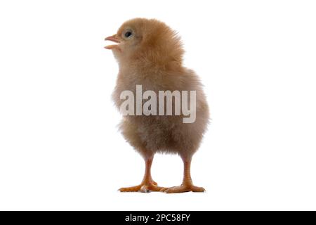 A newly born chick on a white background Stock Photo
