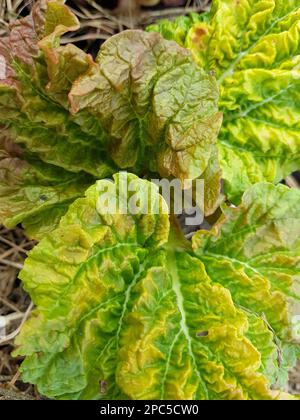 Detail of fresh rhubarb leaves in Spring. Stock Photo